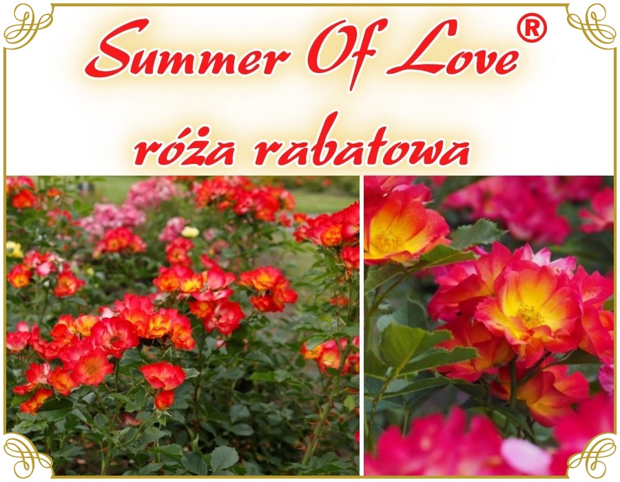 Summer Of Love róże rabatowe